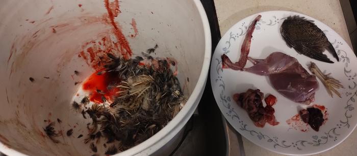 left: feathers, blood, head. right, clockwise: wings, feet, heart and liver, digestive system/lungs/kidneys/testes, spine. body in center of plate