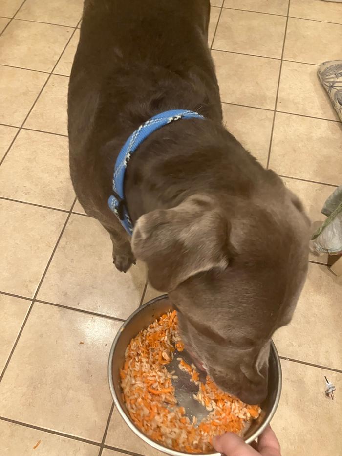 That’s a happy dog!