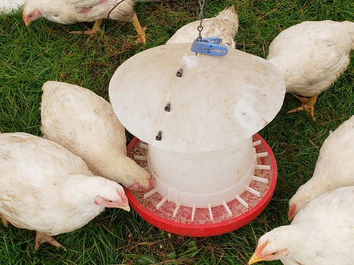 A cone sheds water and chicks - I *hate* it when chicks perch on the lid and poop on it!