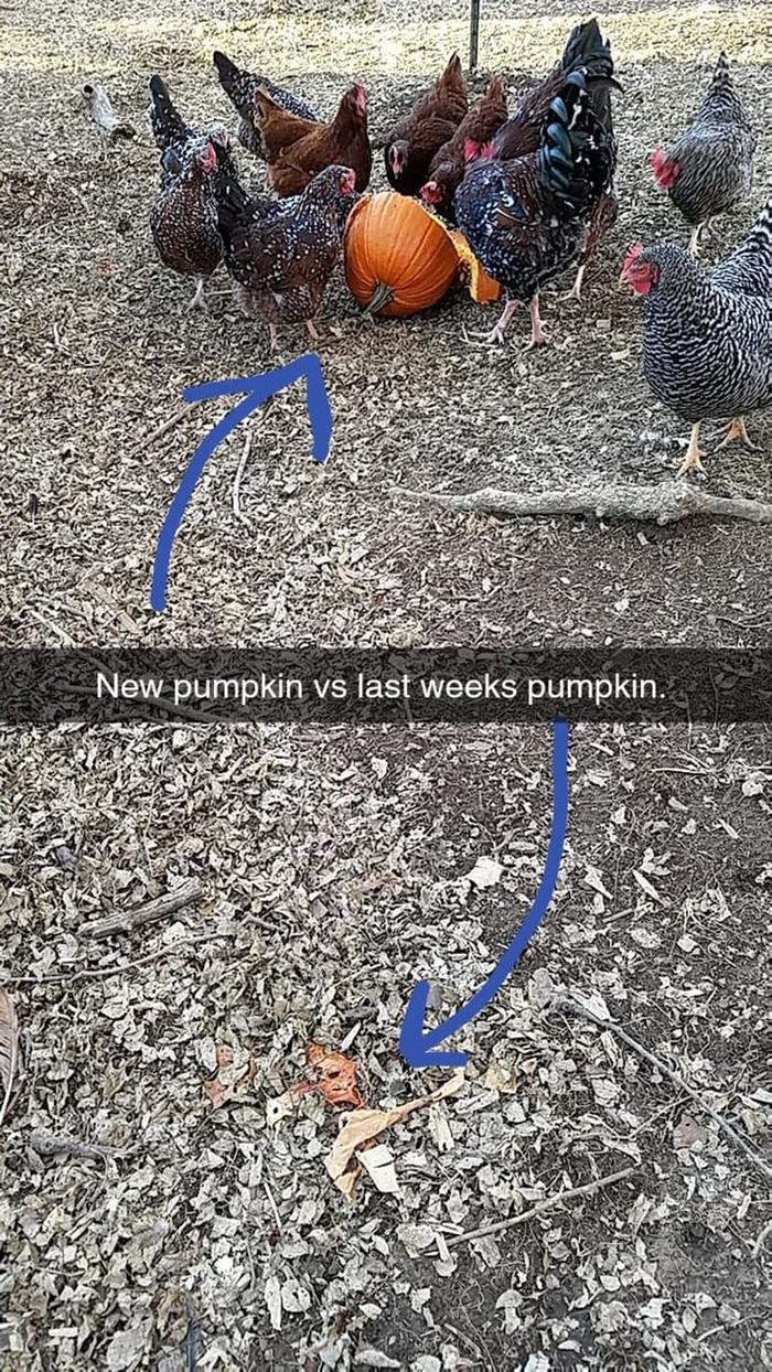chickens eating a pumpkin