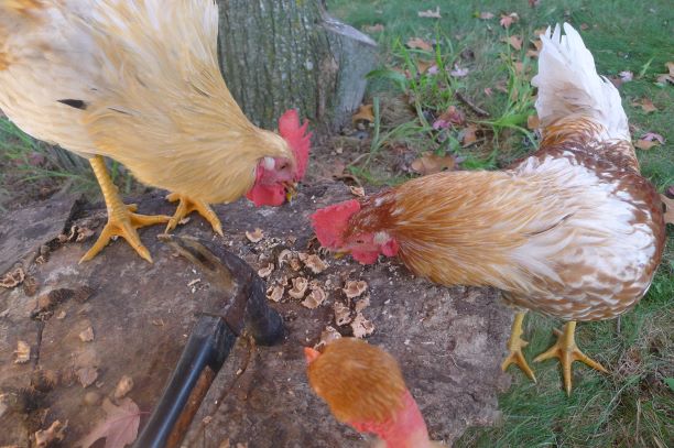 Chickens go nuts!