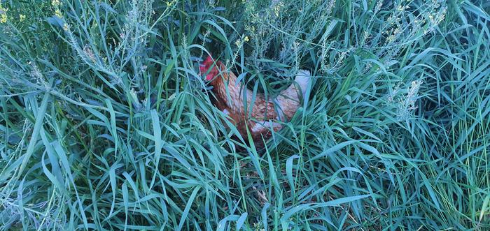 Hiding in the long grass