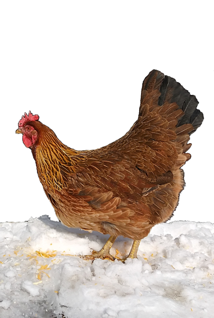 Chicken