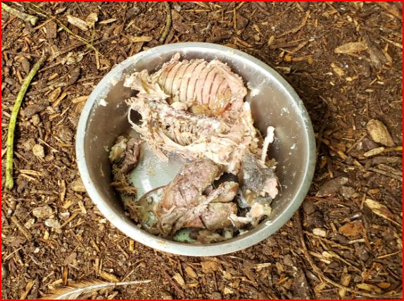 a bowl for our 4 week old meat chickens