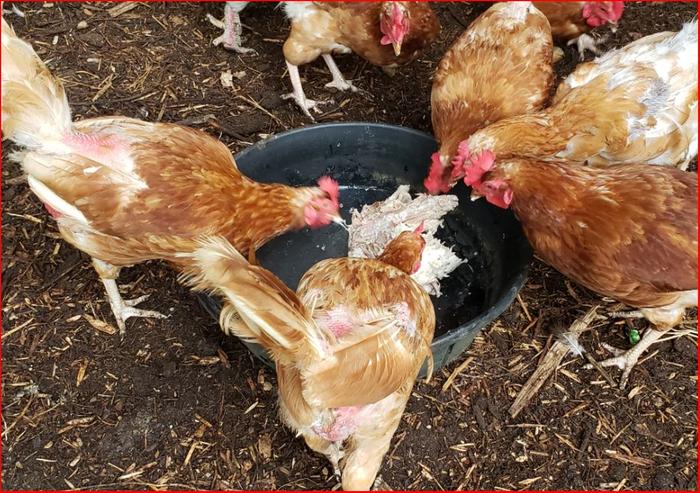 I'm much happier composting it after it goes though "chicken processing".
