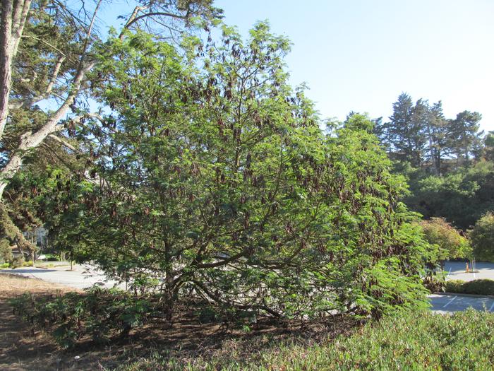 The acacia tree.