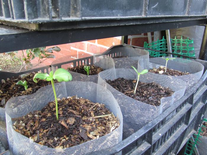 Three fava and three mammoth sunflower seedlings in gallon bags.