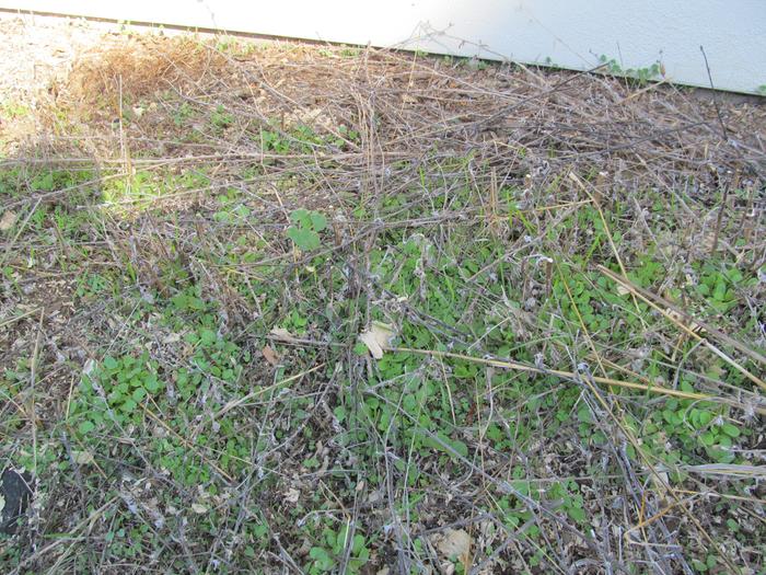 Ground cover, mostly native, some chia.