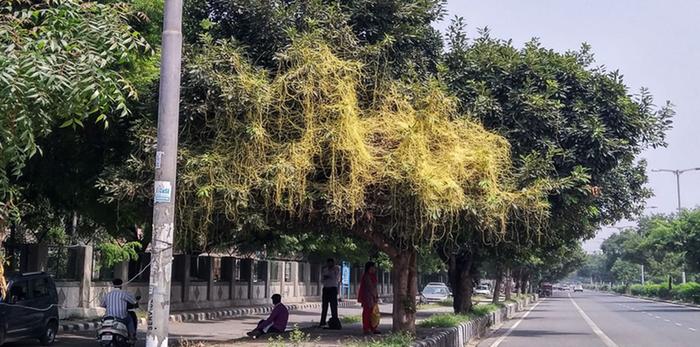 Cuscuta (dodder) on a tree in Delhi