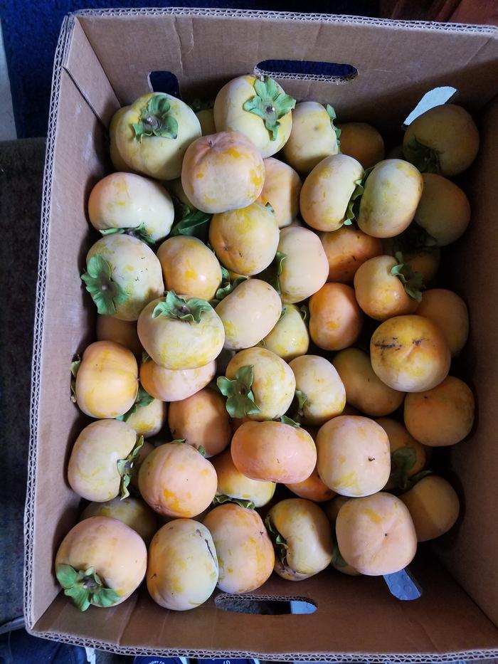 Jiro Persimmons