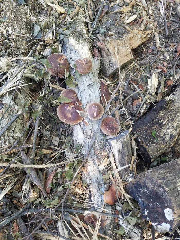 Wild? Shiitake