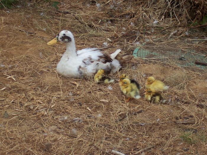 This is Flutter Mama. Five years ago she hid in the bushes seen behind you, and came out with 5 ducklings