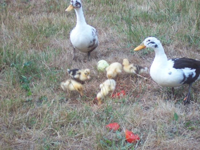 Here she is with the ducklings a bit older. They loved tomatoes!