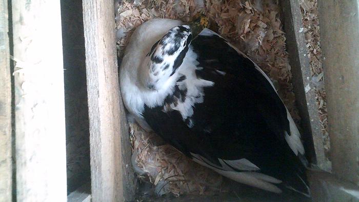 One of her daughters (Twilight) grew up and hatched out 6 more ducklings in June of 2018