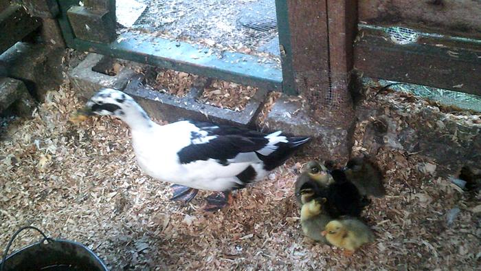 Here's all six: Rarity & Maud (the two black ones), Trixie (the solid grey one), and Apple Jack and Big Mac (the lighter grey ones)