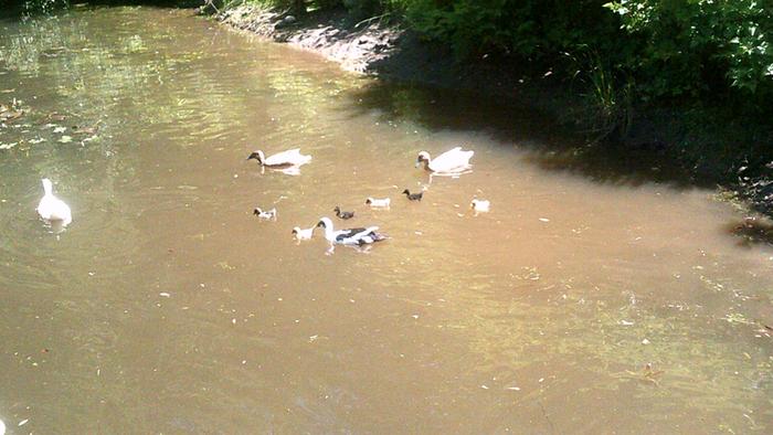 Taken June 18th! She kept the ducklings in the pond almost the whole time to keep them safe. 