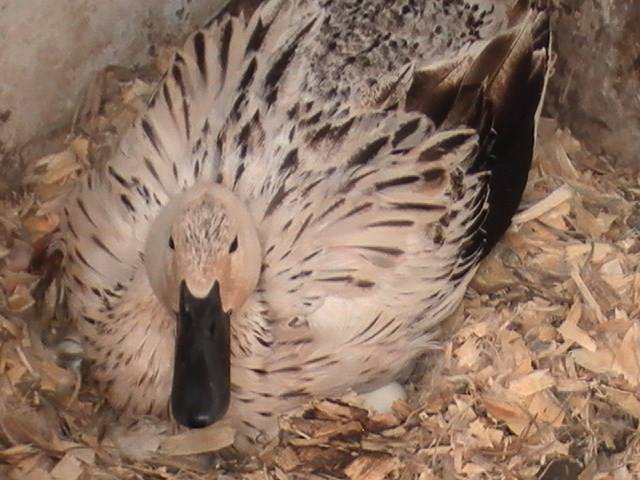 broody duck sitting on a dozen eggs that I put out all at once to get her to go broody