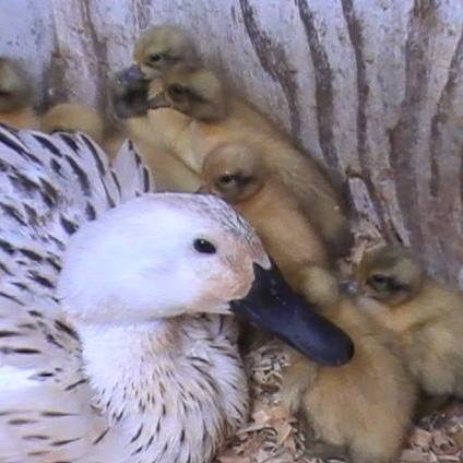 8 hatched ducklings, duck is still sitting on the last 4 (they didn't hatch) 