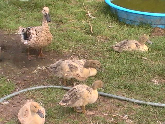 5 of the 6 at 3 weeks old