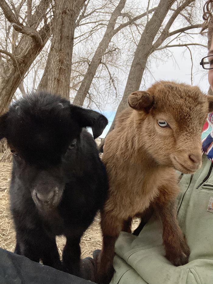 very friendly goats because we were with them every single day