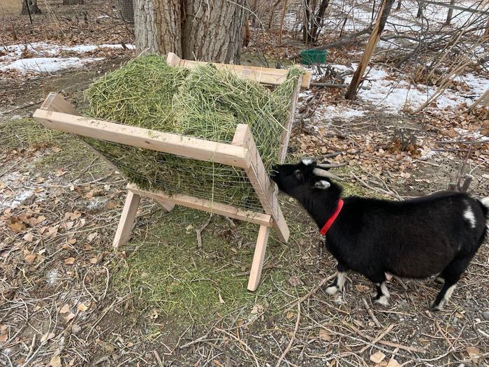 Pregnant Kili enjoying our homemade hay feeder