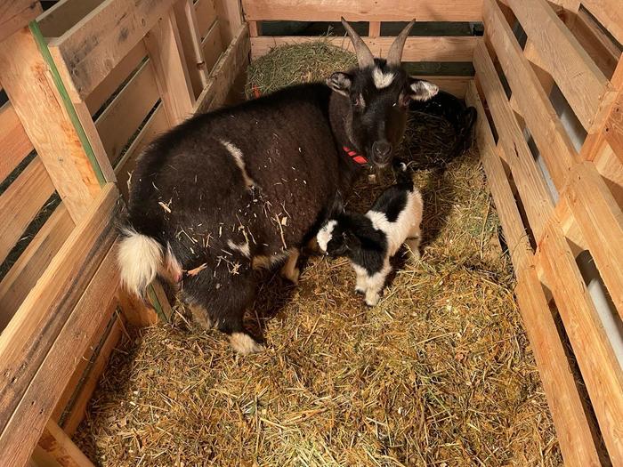 Newly born white and black buckling