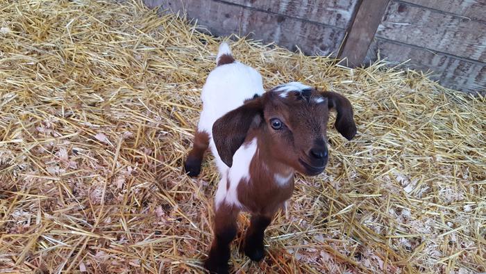 Soji's brother Sebastian at about a week old