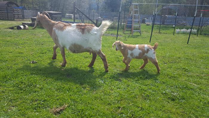 Soji's brother Simon going for a walk with momma