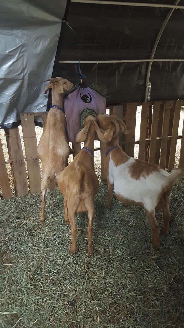 Sabrina with her daughters (Saffron 2 years, Soji yearling)