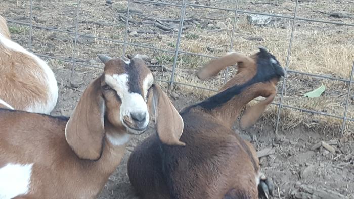 This years daughter Savannah (on the left) with her brother Mocha