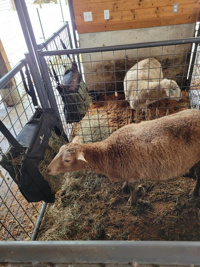 The pregnant ewe named Abra in foreground on Feb 15th - three legged Trejambe in the background.