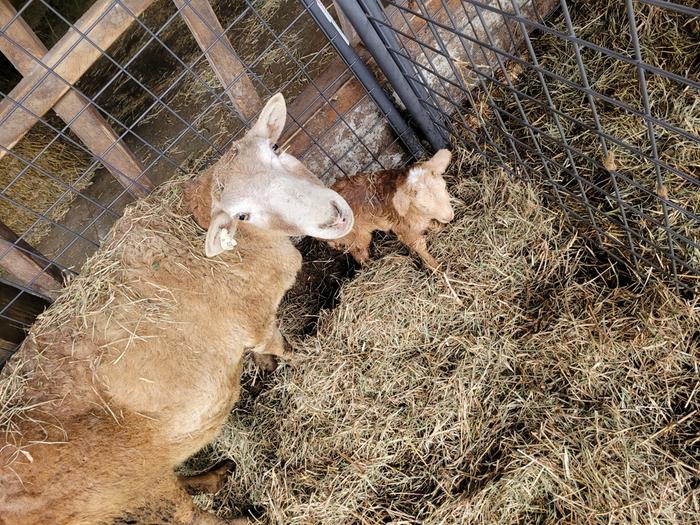 Abra still working on cleaning off her wet newly born ram lamb Geode on Feb 26th.