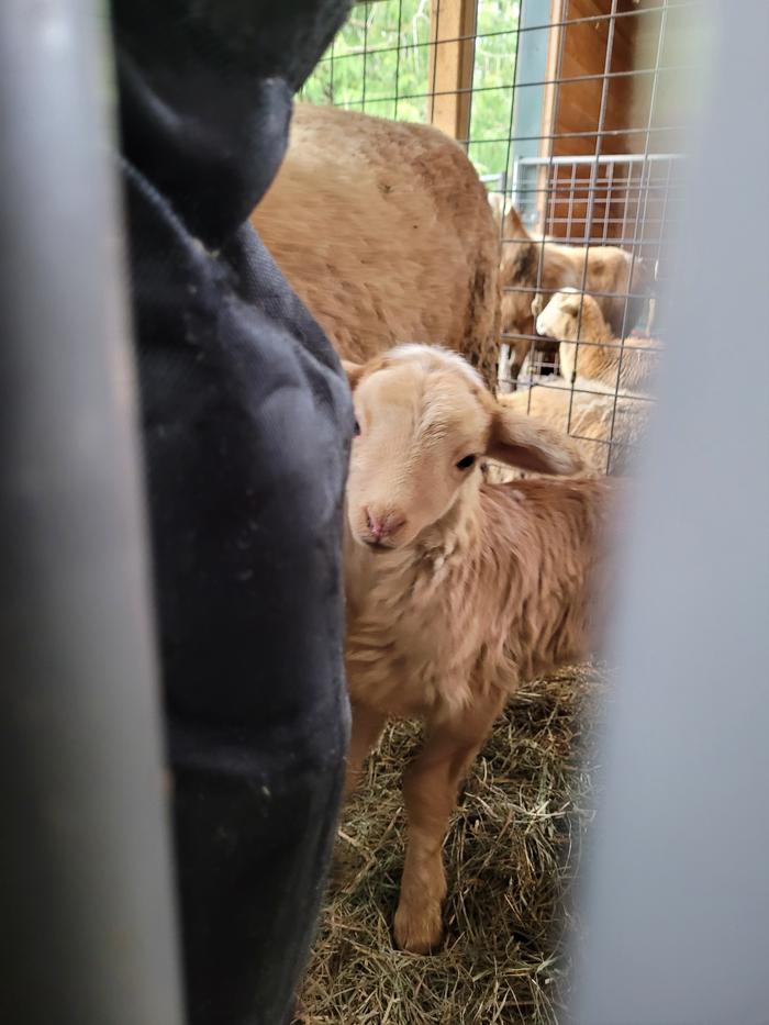 One week old Geode on March 5th - he is so stinking cute with his peachy color!