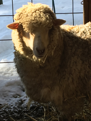 Ruby - checking out the winter shelter after the first snowfall in January 2019