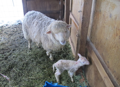 February 17 - Ruby's first lamb as a first time mom 