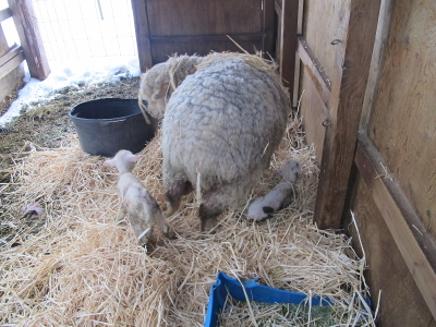 Fresh straw (caring for ewe and lambs) on birthday - February 17