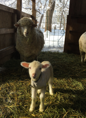 surviving lamb on February 26