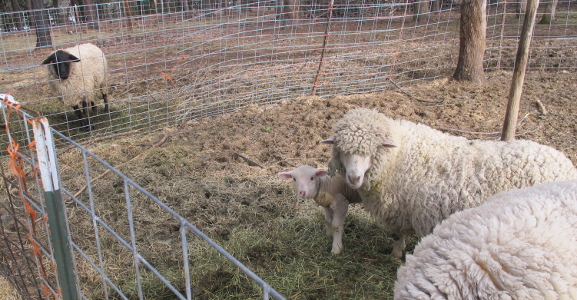 Ruby and Pearl outside - March 23