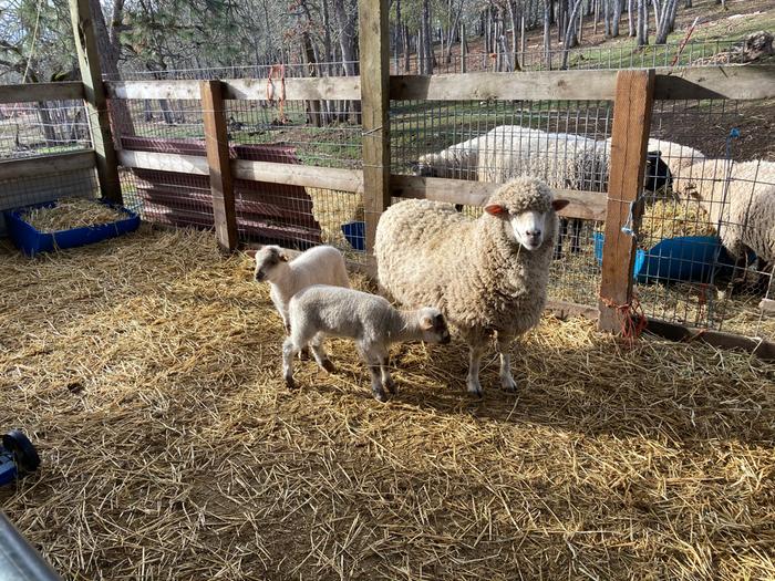 (2021) Two year later Ruby delivers two lambs unassisted (Two weeks old photo)