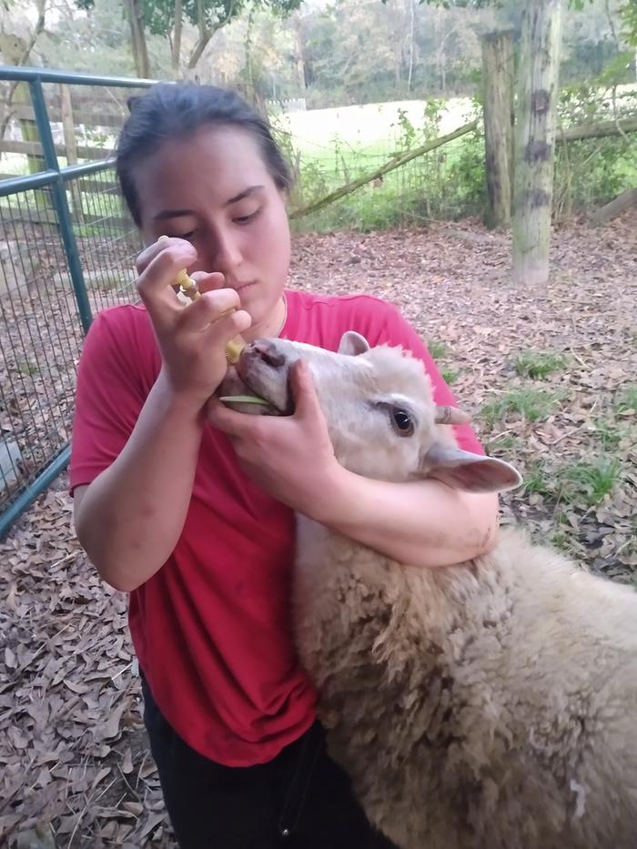 monthly garlic dose given to pregnant ewe