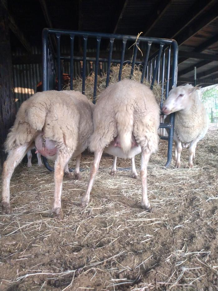 Chinchilla (on the right) showing udder development the day before lambing