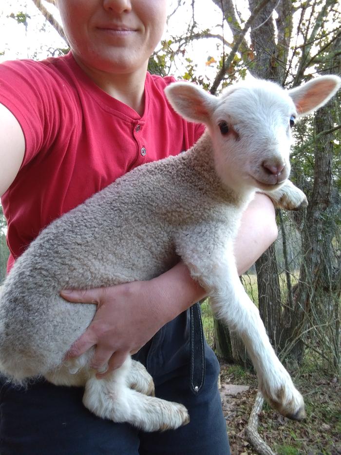 Mulberry at 10 days old