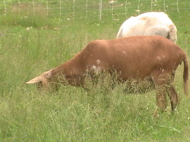 ewes early summer grazing