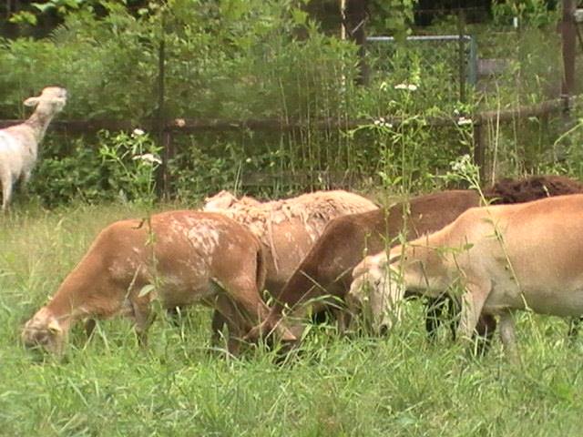 ewes early summer grazing