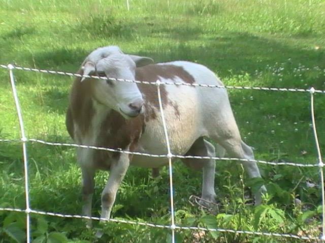 ram summer grazing 