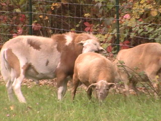 October turning ram into ewe flock