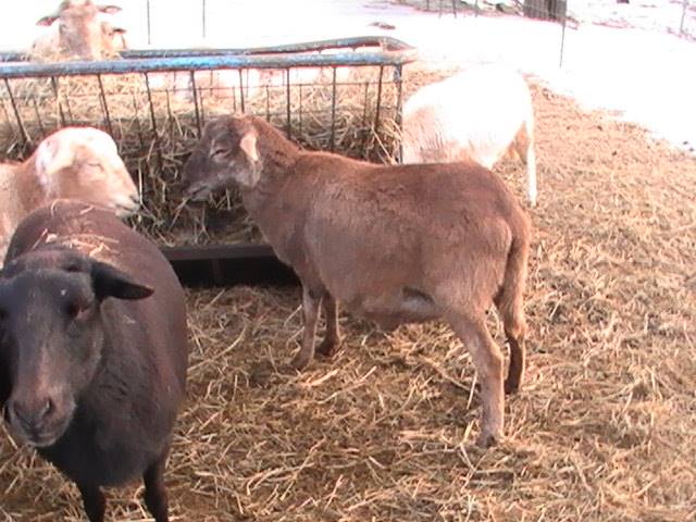 winter hay feeding quality 2nd cut hay 