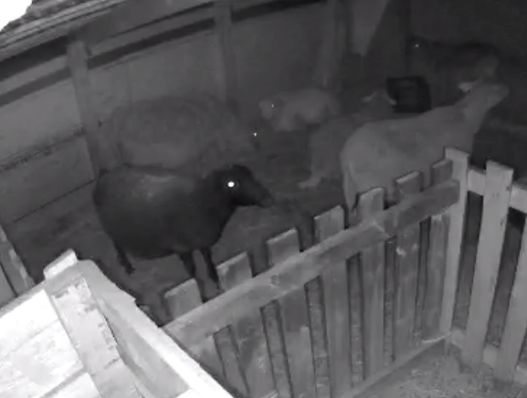 night camera set up for lambing watch, "jug" pen set up for new moms