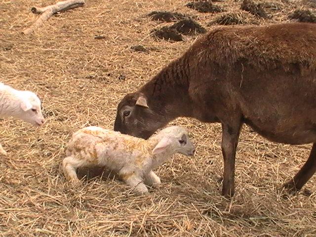 Goose (ewe) cleaning lamb one