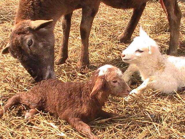 Goose cleaning lamb two